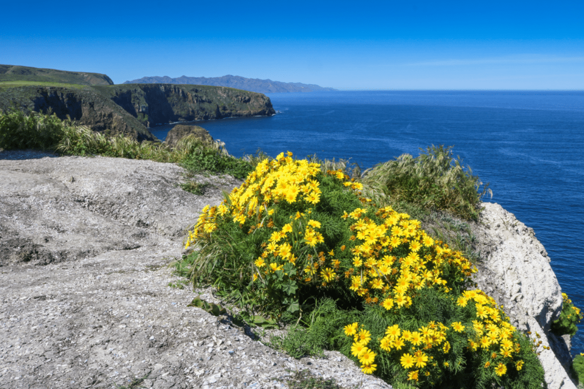 Wildflowers, Santa Cruz Island, Channel Islands National Park