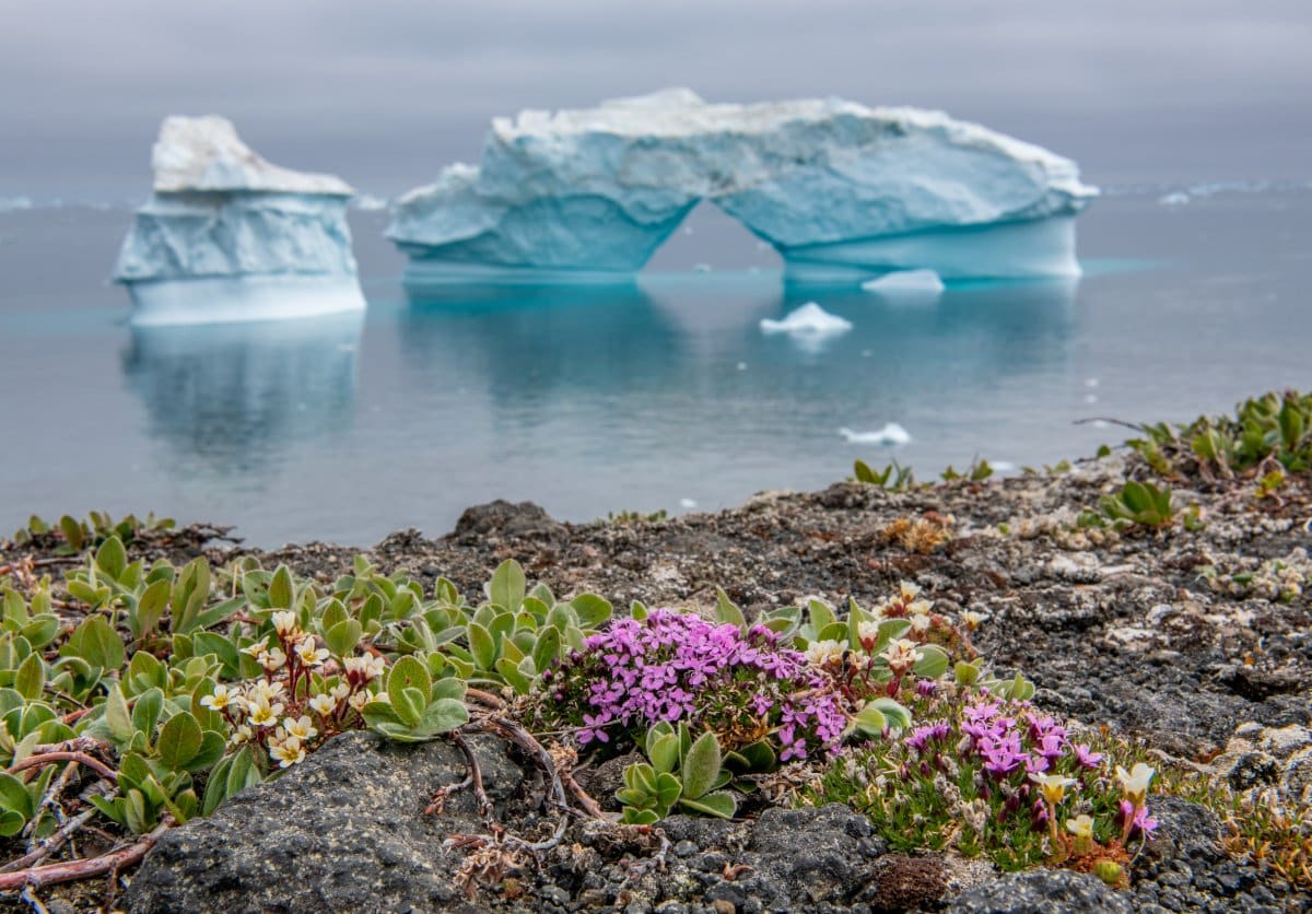 “Flowers Are Starting to Grow” – Unprecedented Warmth in Antarctica ...